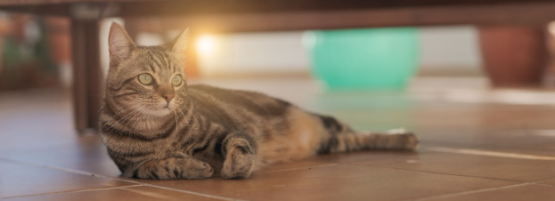 A cat relaxing on the floor near a table in a rustic setting with knotty pine flooring.